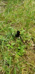 Bombus