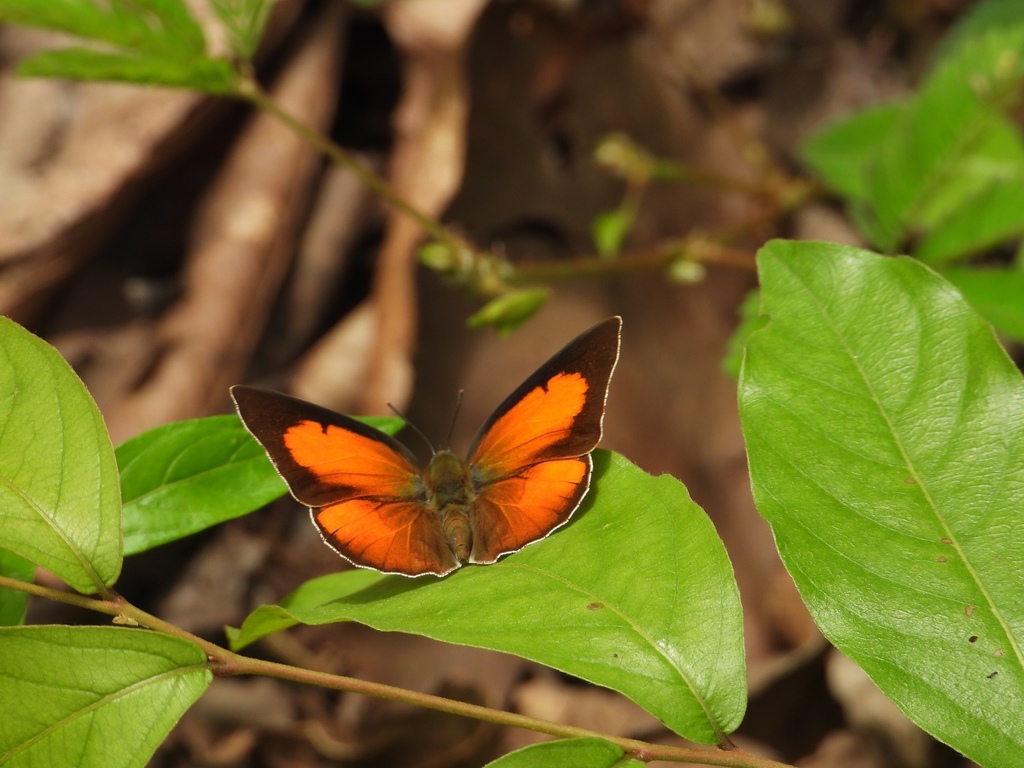 angled-sunbeam-field-guide-to-butterflies-lepidoptera-papilionoidea