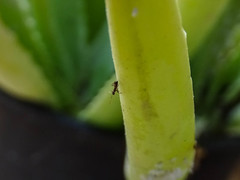 Plagiolepis pallescens