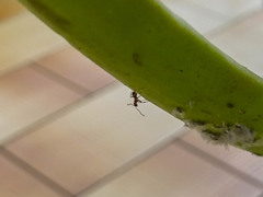 Plagiolepis pallescens