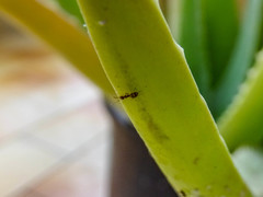 Plagiolepis pallescens