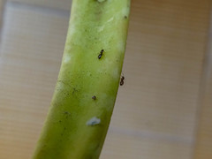 Plagiolepis pallescens