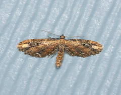 Eupithecia subapicata