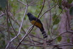 Trogon melanocephalus