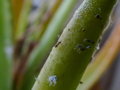 Plagiolepis pallescens