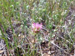 Castilleja densiflora