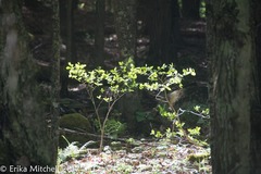 Dirca palustris