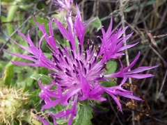 Centaurea polyacantha