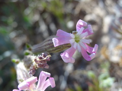 Silene