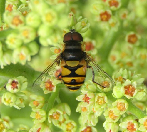 Transverse-banded Flower Fly photo 6