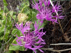 Centaurea polyacantha