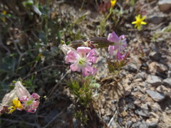 Silene