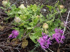 Centaurea polyacantha