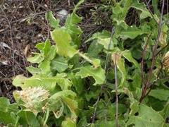 Centaurea polyacantha