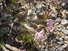 Silene
