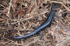 Plethodon chlorobryonis
