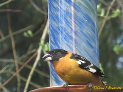 Pheucticus melanocephalus