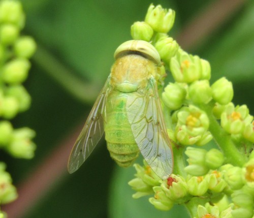 Green Horse Fly photo 2