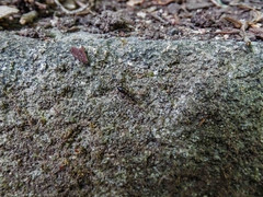 Crematogaster schmidti