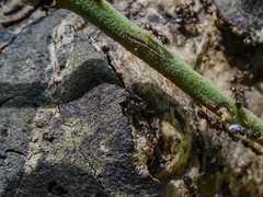 Crematogaster schmidti