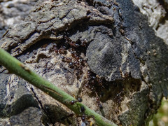 Crematogaster schmidti