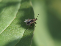 Stictopleurus punctatonervosus