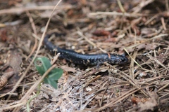 Plethodon chlorobryonis