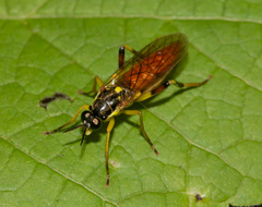 Xylomya simillima