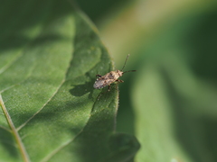Stictopleurus punctatonervosus