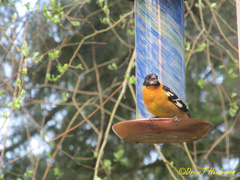 Pheucticus melanocephalus