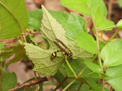 Phimenes flavopictus flavopictus