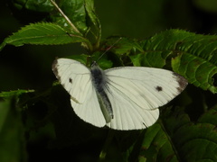 Pieris napi