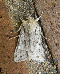 Lacinipolia patalis