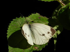 Pieris napi