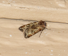 Agrotis gravis
