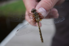 Neurocordulia yamaskanensis