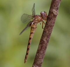 Neurocordulia yamaskanensis
