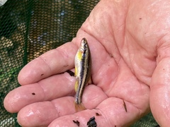 Chrosomus erythrogaster