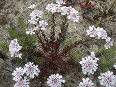 Iberis procumbens