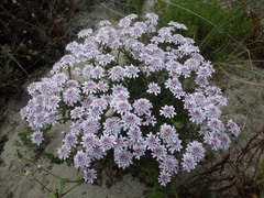 Iberis procumbens