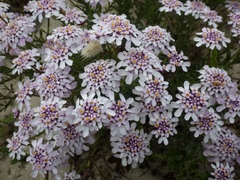 Iberis procumbens