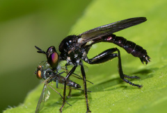 Eudioctria brevis