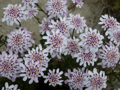 Iberis procumbens