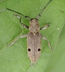Microgoes oculatus
