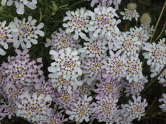 Iberis procumbens