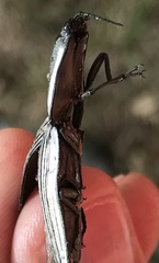 Chalcolepidius limbatus
