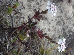 Iberis procumbens