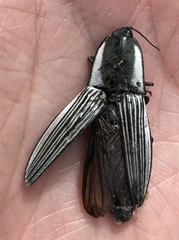 Chalcolepidius limbatus