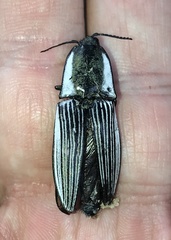 Chalcolepidius limbatus
