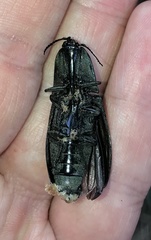 Chalcolepidius limbatus